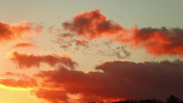 Slow Motion Parcel Of Birds Flying In Orange Dramatic Sky - Kauai, Hawaii