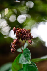 bough of dried flowers out of focus
