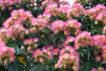 Pink fluffy compound flowers of mimosa Albizia julibrissin in full bloom.