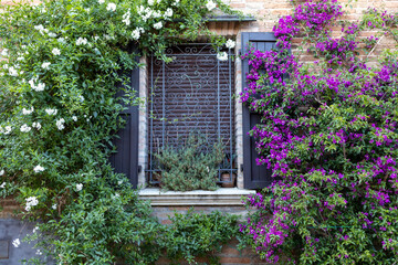 Close up shot of a c charming windows of one of the typical houses of the medieval burg, with wisteria, plants, many purple bougainvillea flowers.