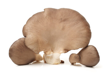 oyster mushroom on white background