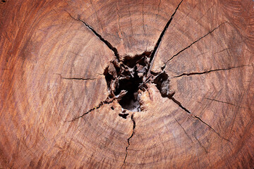 A cut of a mahogany tree trunk