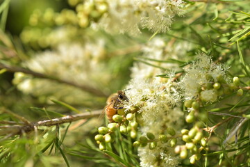 Bee gathering honey. In a sea of flowers yellow and green.