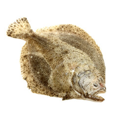 Fototapeta premium Turbot fish on white background