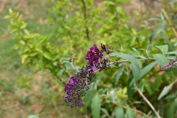 Blue Banded Bee flying to flower