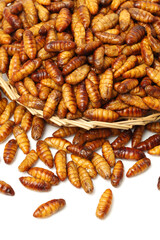 Silkworm pupae on white background