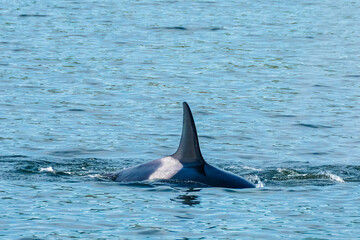 Transient Orca Whales seen in Saratoga Passage
