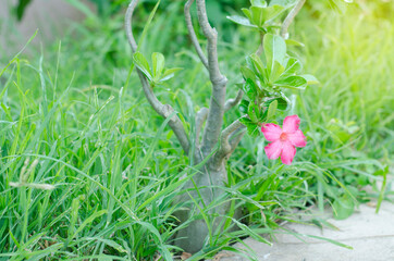 Pink adenium flowers with blur green leaves background. 