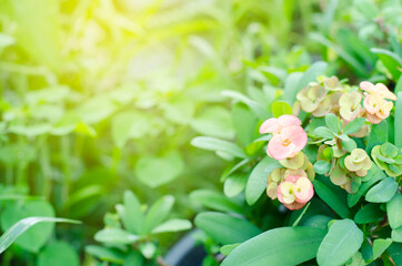Poi sian flowers are blooming in the midst of beautiful nature.