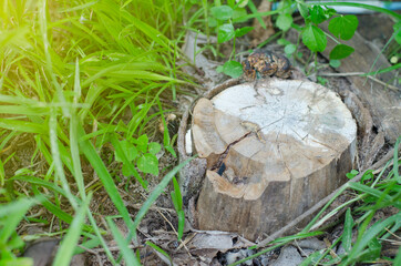 tree cut nature is destroyed
