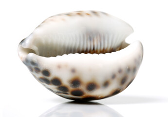 Conch shells on white background