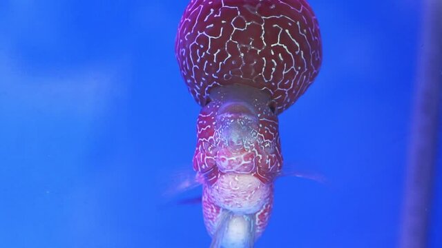 Flowerhorn Cichlid Colorful fish swimming in fish tank. This is an ornamental fish that symbolizes the luck of feng shui in the home of the Asian people
