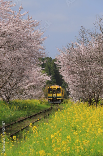 房総半島のいすみ鉄道と桜と菜の花 Wall Mural Wallpaper Murals Tokoriki 房総半島のいすみ鉄道と桜と菜の花 Wall Mural Wallpaper Murals Tokoriki