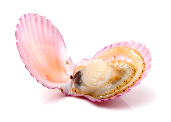 Raw scallop on white background 