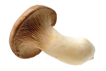 mushroom isolated on white background