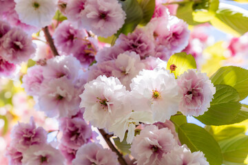 Blossoming fruit tree with white pink looking up background