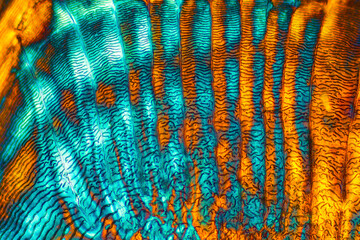 Bright colors of a scale from a calico bass.