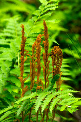 Cinnamon fern at Risley Reservoir in Vernon, Connecticut. © duke2015