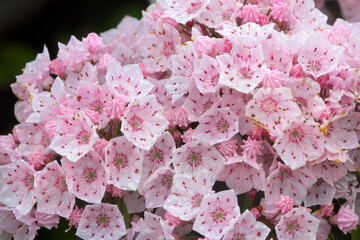 Mountain laurel flowers at Risley Reservoir in Vernon, Connecticut.