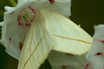 White slant-line moth on mountain laurel flower in Connecticut.