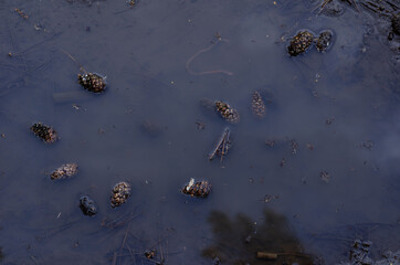 Dirty muddy puddle on the ground. Pine cones, pine needles, and