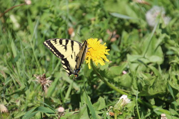 Butterfly Resting On A Flower, Pylypow Wetlands, Edmonton, Alberta