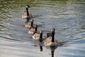 Fototapeta premium Line Of Geese, Pylypow Wetlands, Edmonton, Alberta