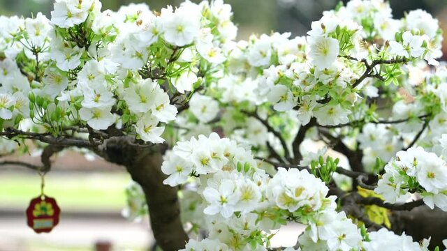 White apricot flowers bonsai tree blooming fragrant petals signaling spring has come, this is the symbolic flower for good luck in 2021