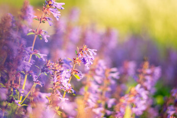 Lavender flowers. Sunset over a summer purple lavender field . A bouquet of fragrant flowers in the fields. Summer field at sunset.
