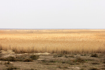 Dry reeds on the lake.