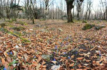 The first blue flowers in the forest.