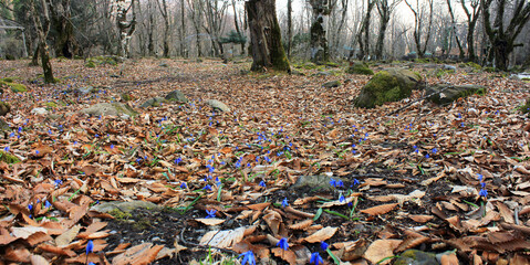 Obraz premium The first blue flowers in the forest.