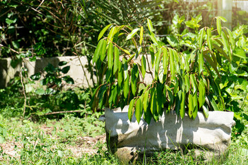 Durian saplings are planted in large, white nursery bags outdoors in the garden. with the bright sunlight.