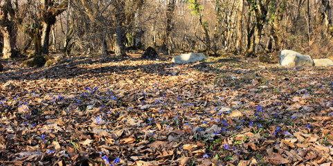 The first blue flowers in the forest.