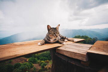 Cat sitting with a mountain view in the background