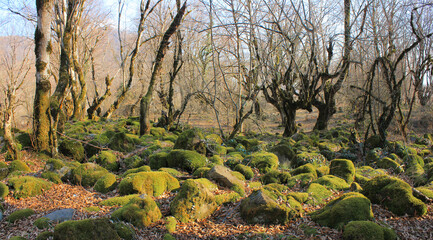 Moss covered stones in the forest.