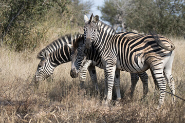 Obraz na płótnie Canvas Kruger National Park: zebra