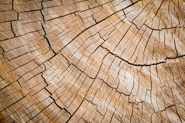Fototapeta premium Background of cracks on the stumps.