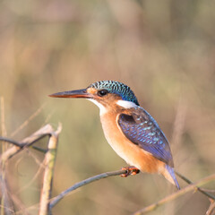 Kruger National Park: Birds Malachite Kingfisher