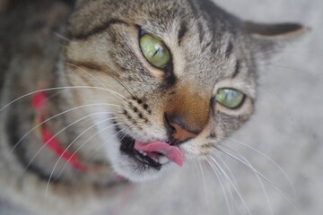 portrait of a cat