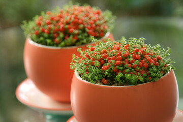 귀여운 핑크색 열매를 가진 아일랜드 세덤