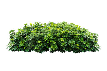 bush tree plant isolated include clipping path on white background