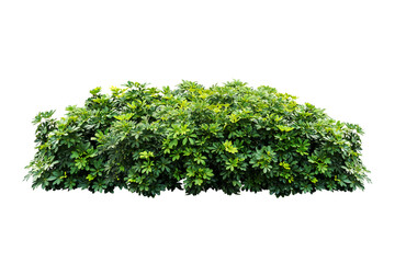 Obraz premium bush tree plant isolated include clipping path on white background
