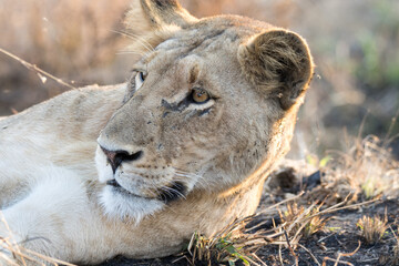 Fototapeta na wymiar Kruger National Park: lion