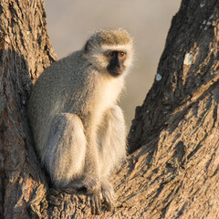 Kruger National Park: vervet monkey