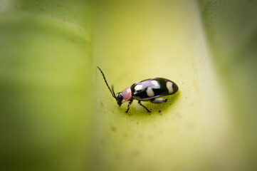Mariquita en hoja verde de plátano