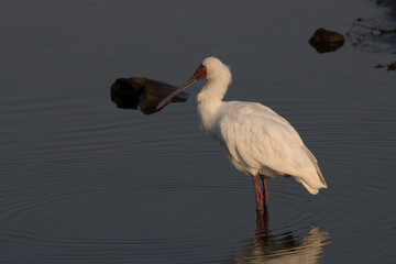 Kruger National Park: Birds Spoonbill