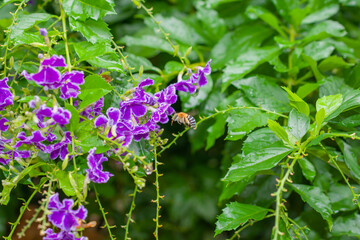 Blue banded bee in the rain