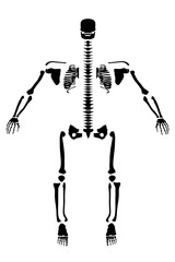 Silhouette of a human skeleton divided to the sides. Front view. Vector illustration