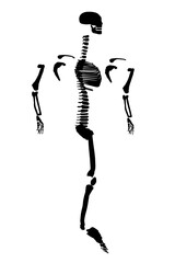 Silhouette of a human skeleton divided to the sides. Side view. Vector illustration